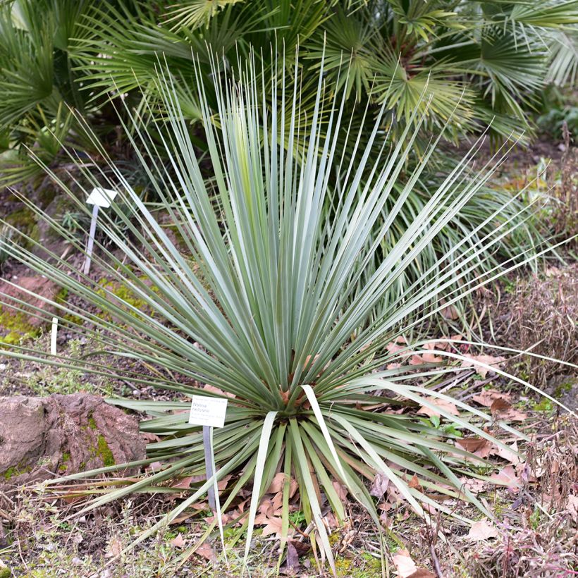 Nolina nelsonii - Noline bleue (Plant habit)