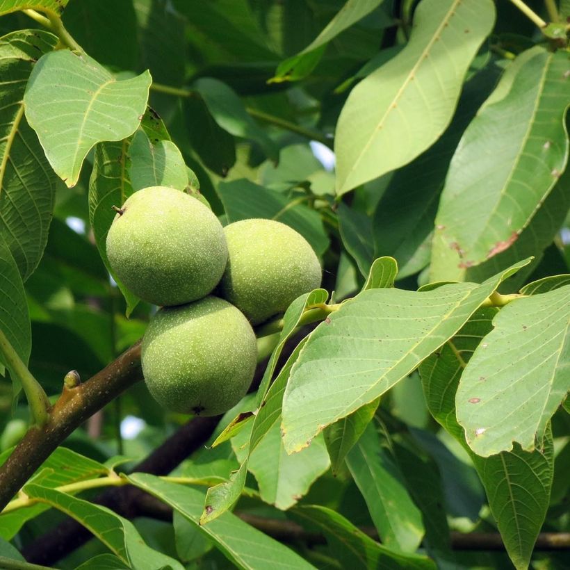 Noyer commun - Juglans regia (Foliage)