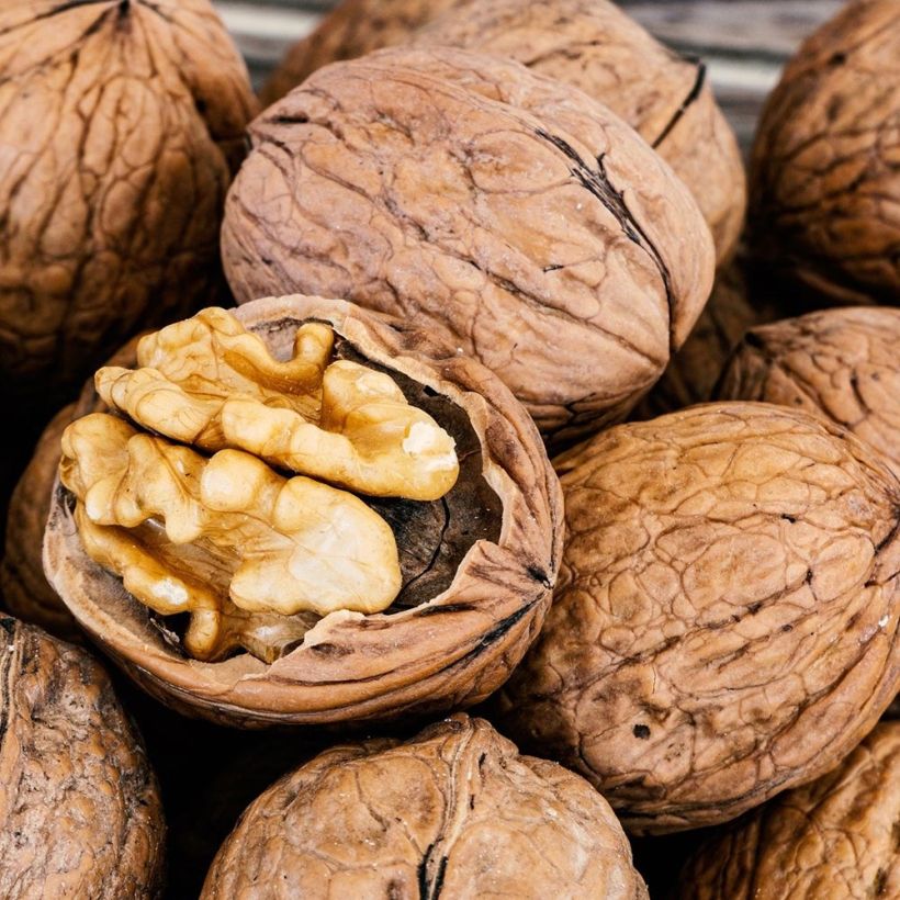 Noyer commun - Juglans regia (Harvest)
