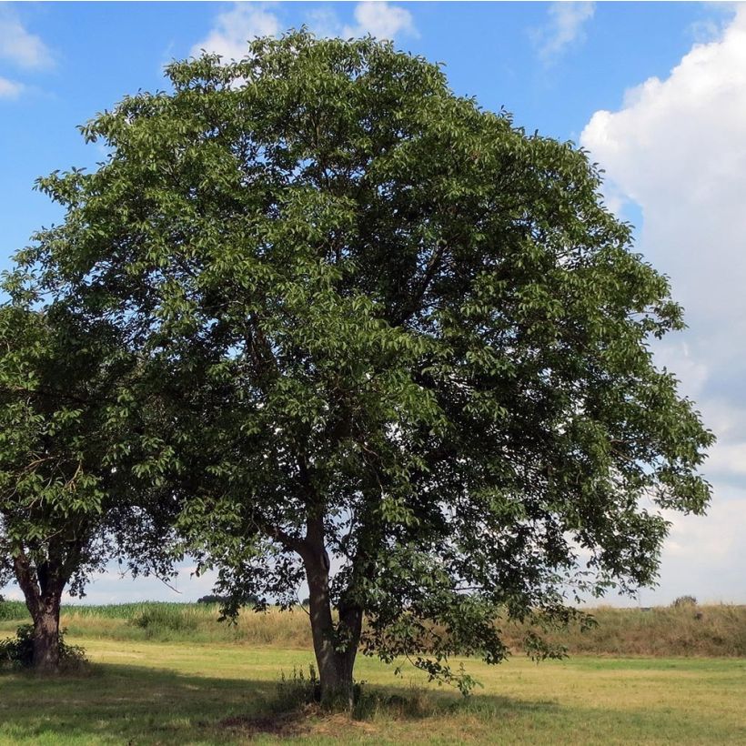 Noyer commun - Juglans regia (Plant habit)