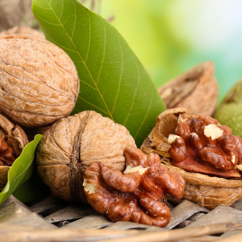 Noyer commun Esterhazy II - Juglans regia  (Harvest)