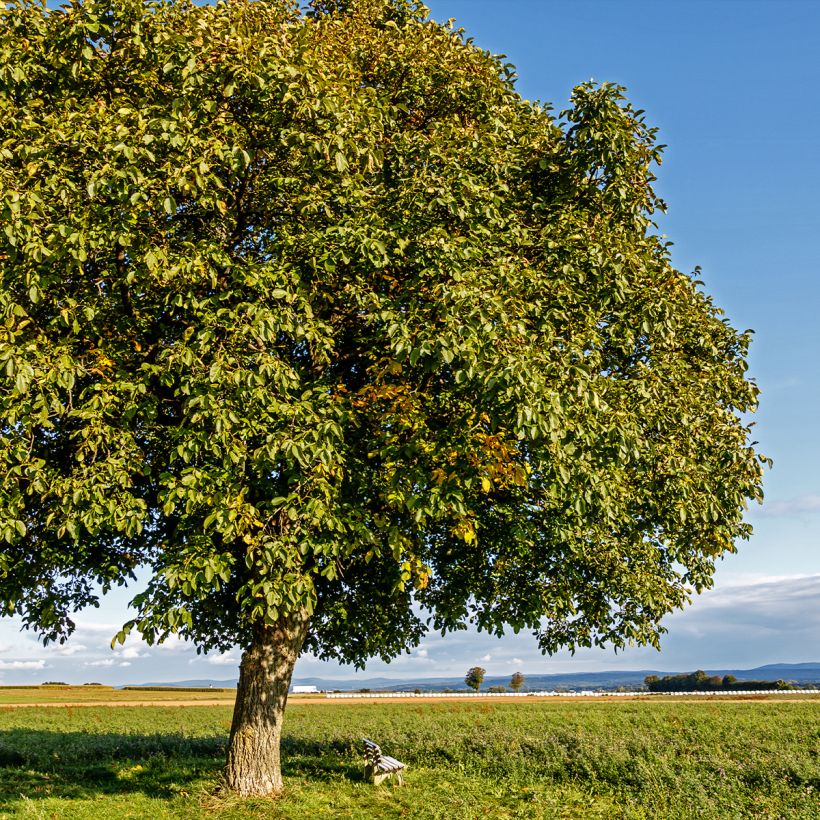 Noyer commun Esterhazy II - Juglans regia  (Plant habit)