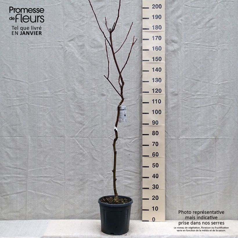 Example of Noyer commun - Juglans regia Chandler Pot de 7,5L/10L, Demi-Tige as you get in hiver