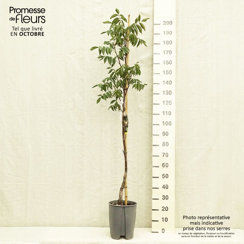 Example of Noyer commun - Juglans regia Fernor Pot de 7,5L/10L, Demi-Tige as you get in automne