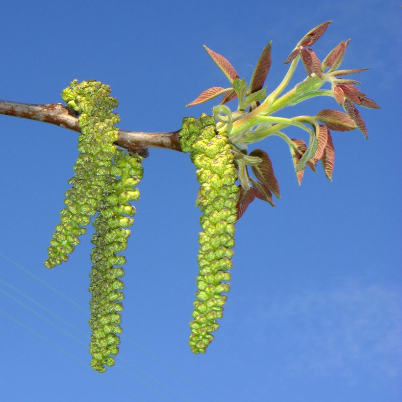 Noyer commun Mayette - Noyer de Tullins (Flowering)