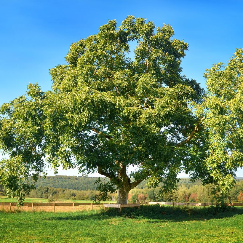 Noyer commun Mayette - Noyer de Tullins (Plant habit)