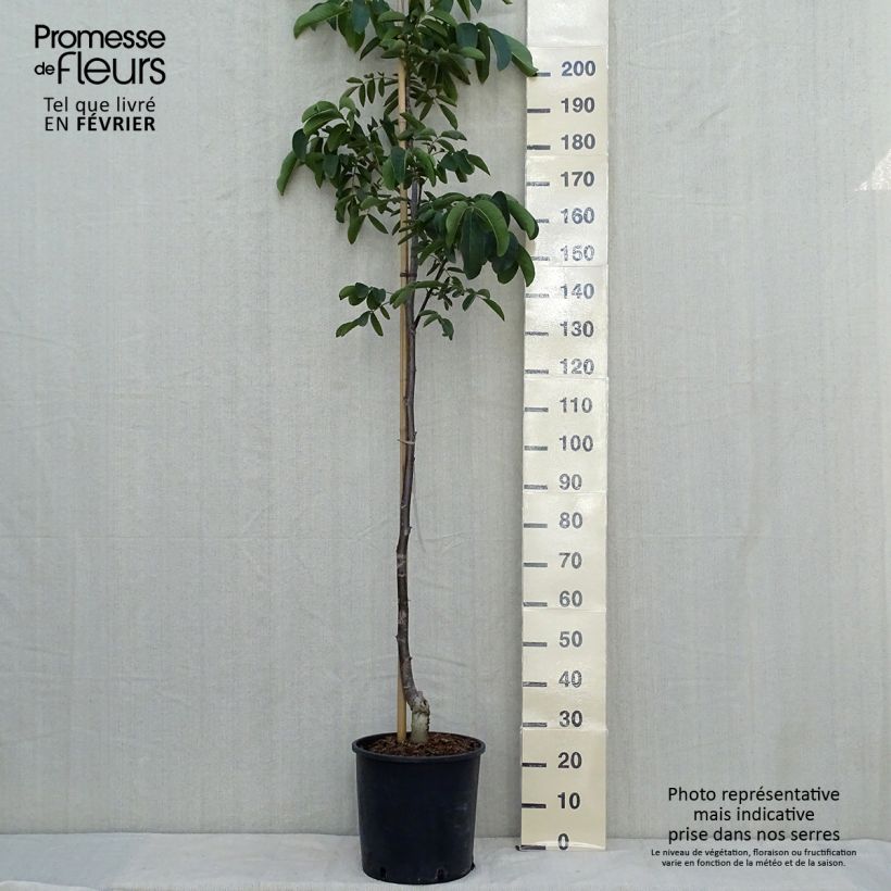 Example of Noyer commun Weinsberg 1 - Juglans regia  Pot de 18L/20L, Baliveau as you get in automne
