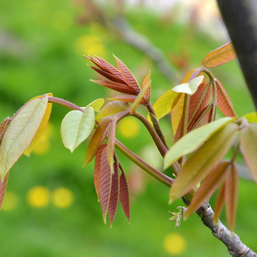 Noyer commun Weinsberg 1 - Juglans regia  (Foliage)