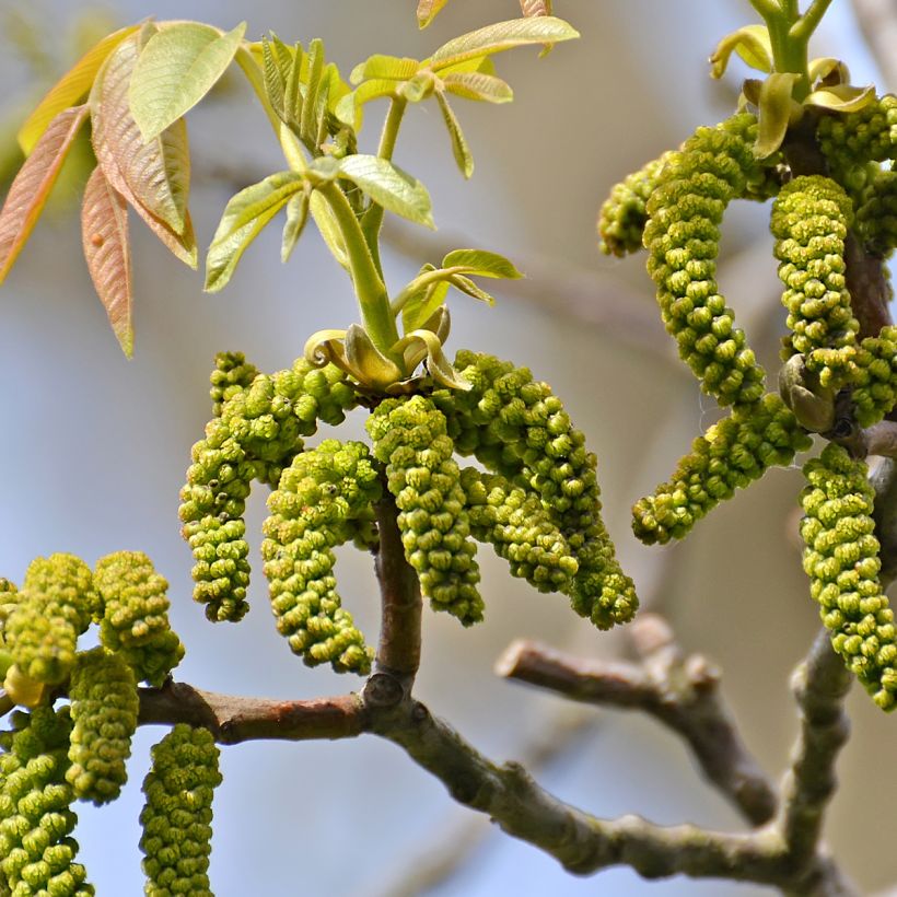 Noyer commun Weinsberg 1 - Juglans regia  (Flowering)