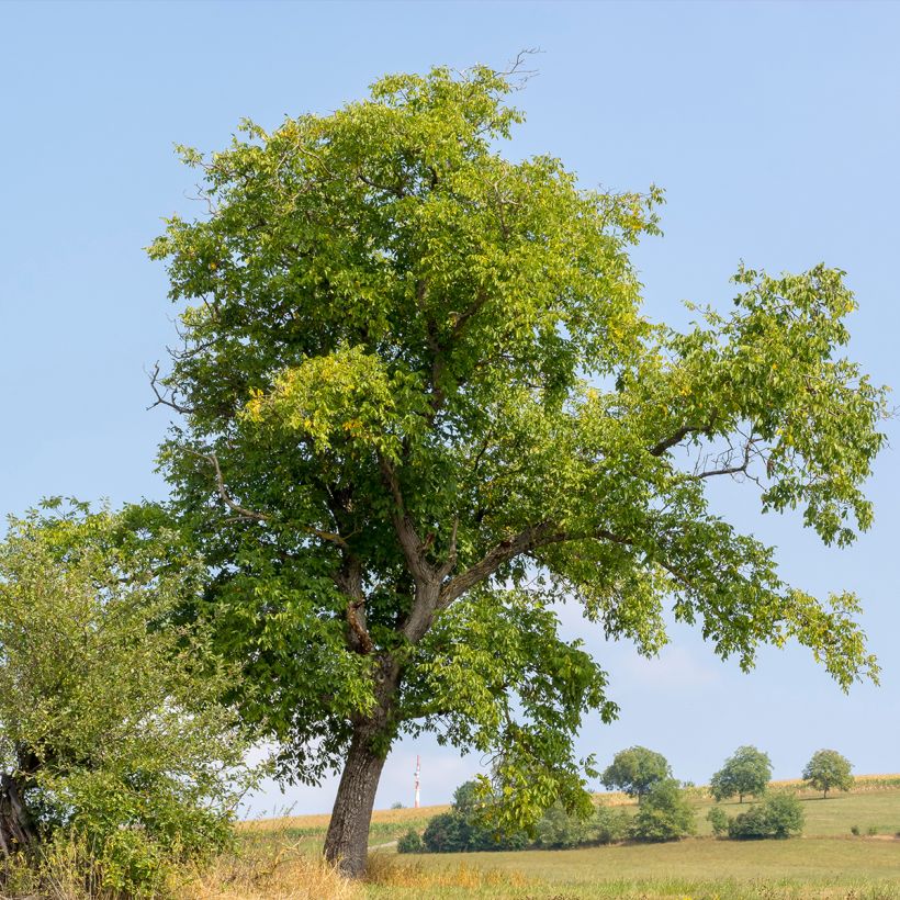 Noyer commun Weinsberg 1 - Juglans regia  (Plant habit)
