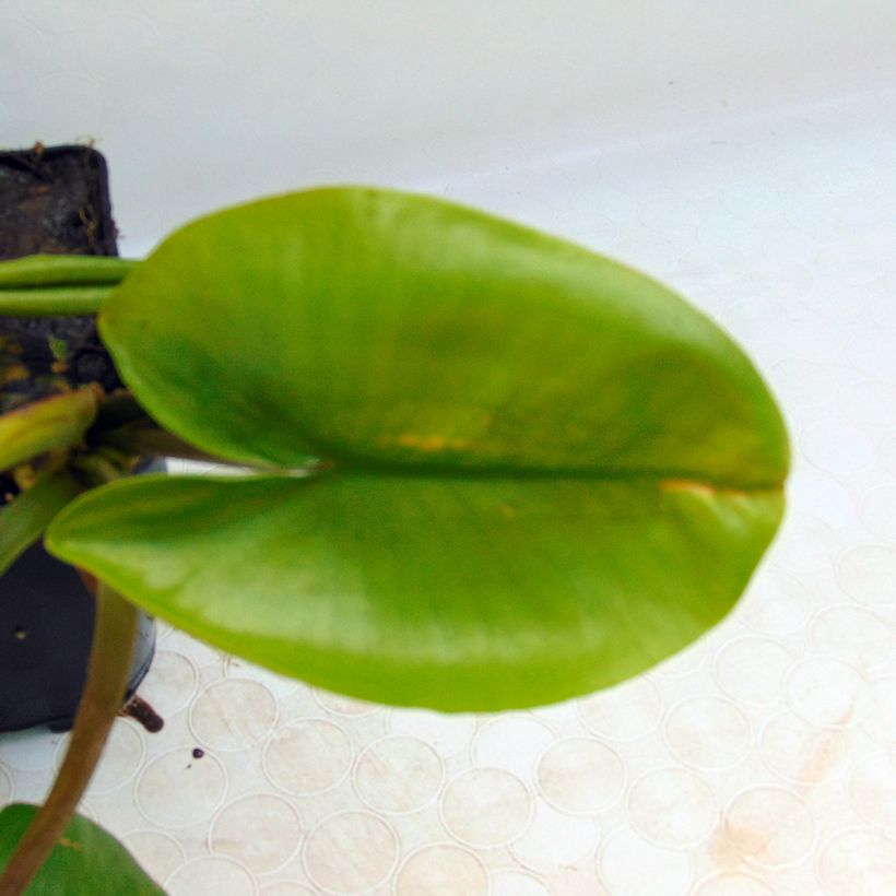 Nuphar lutea - Nénuphar jaune   (Foliage)