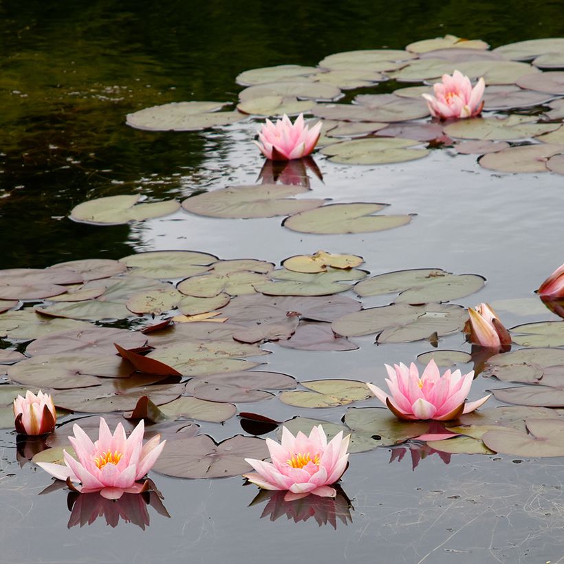 Nymphaea Amabilis - Nénuphar rose rustique (Plant habit)