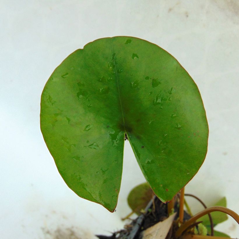 Nymphaea Aurora - Nénuphar orange (Foliage)