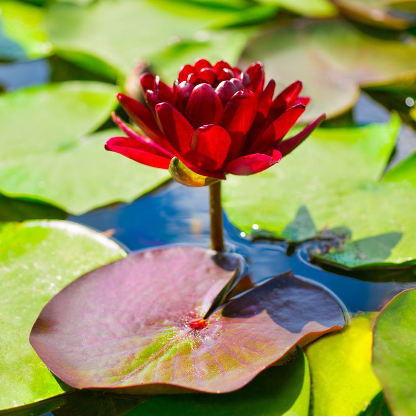 Nymphaea Black Princess - Nénuphar rustique (Flowering)