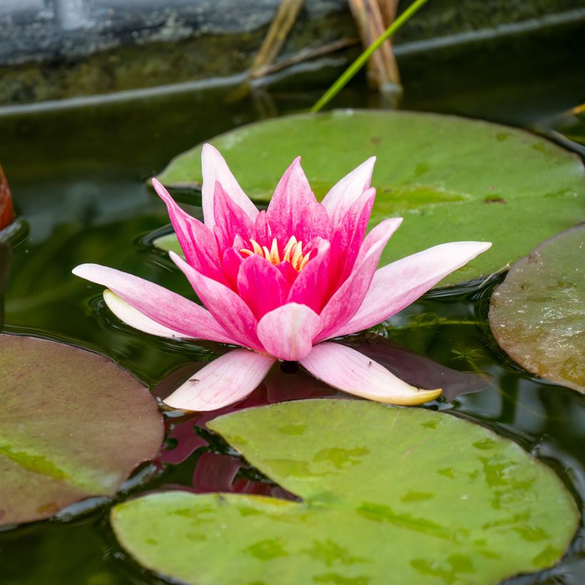 Nymphaea Charles de Meurville - Nénuphar rustique (Flowering)