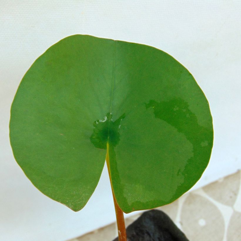 Nymphaea Colonel A.J. Welch - Nénuphar jaune (Foliage)