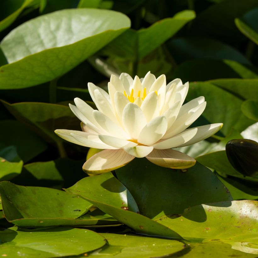 Nymphaea Denver - Nénuphar rustique fleurs doubles ivoire (Flowering)