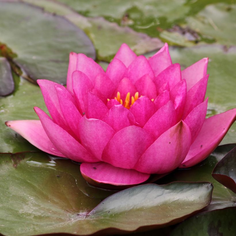 Nymphaea Eros - Nénuphar rustique rose soutenu (Flowering)