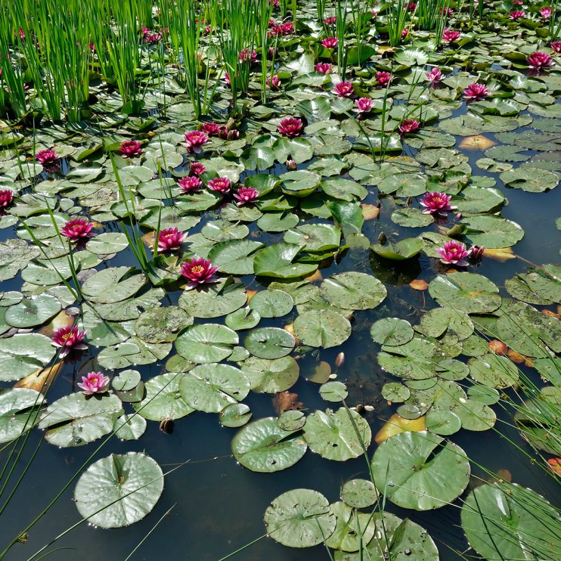 Nymphaea Eros - Nénuphar rustique rose soutenu (Plant habit)