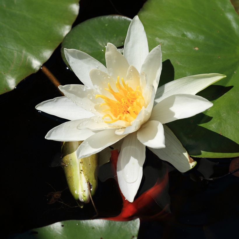 Nymphaea Evelyn Stetson - Nénuphar rustique blanc (Flowering)