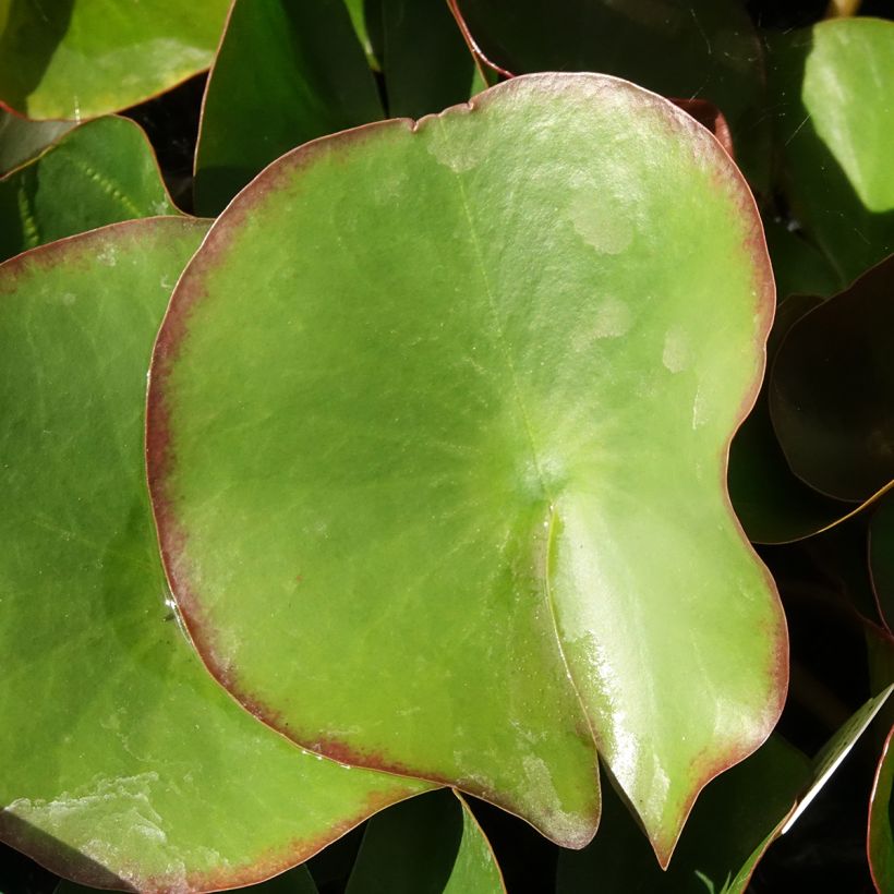 Nymphaea Fabiola - Nénuphar rose (Foliage)