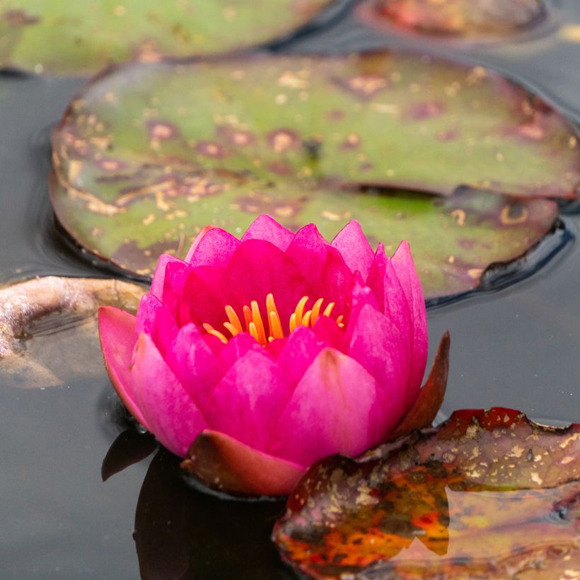 Nymphaea Fire Opal - Nénuphar rustique (Flowering)