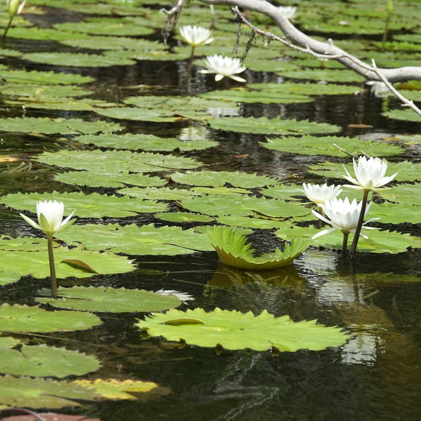 Nymphaea Hal Miller - Nénuphar blanc rustique (Plant habit)