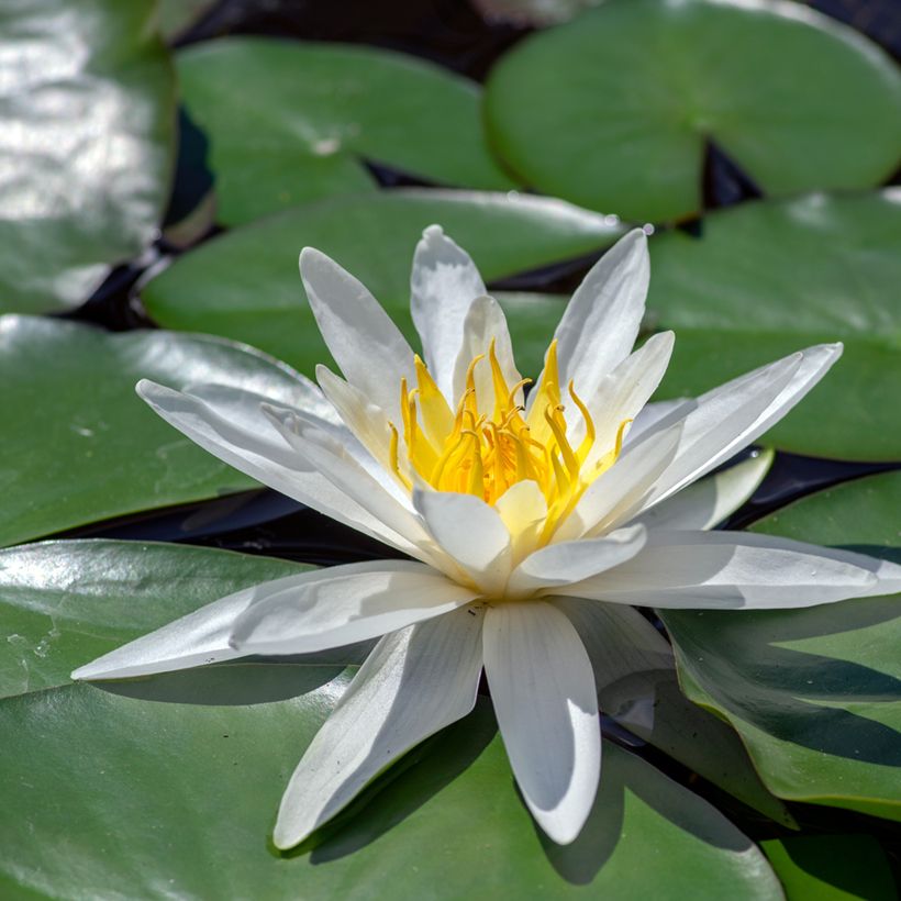Nymphaea Hermine - Nénuphar blanc rustique (Flowering)