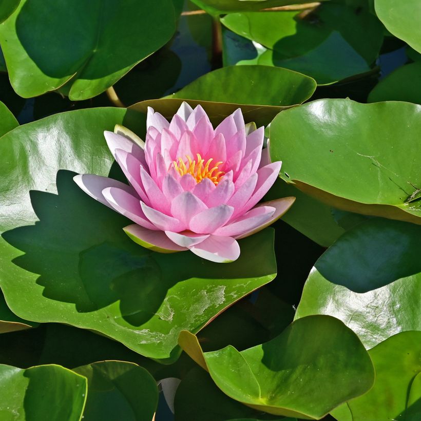 Nymphaea Hollandia - Nénuphar rustique (Flowering)