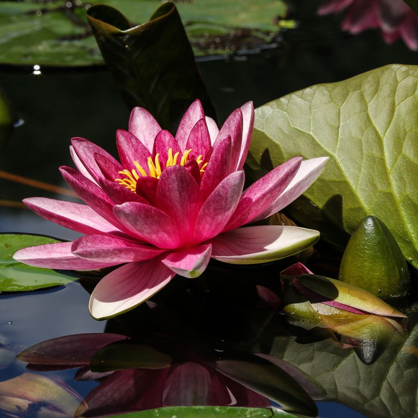 Nymphaea James Brydon - Nénuphar rustique (Flowering)