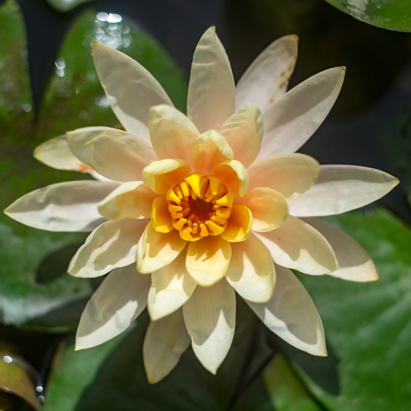 Nymphaea Lemon Chiffon - Nénuphar rustique jaune (Flowering)