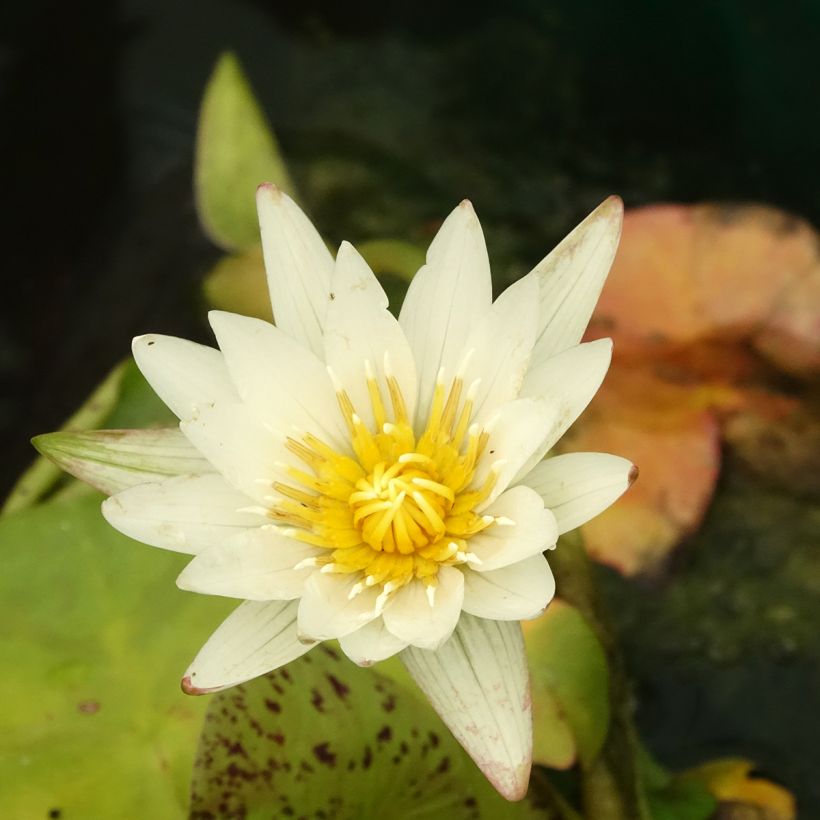 Nymphaea Marian Strawn - Nénuphar tropical blanc (Flowering)