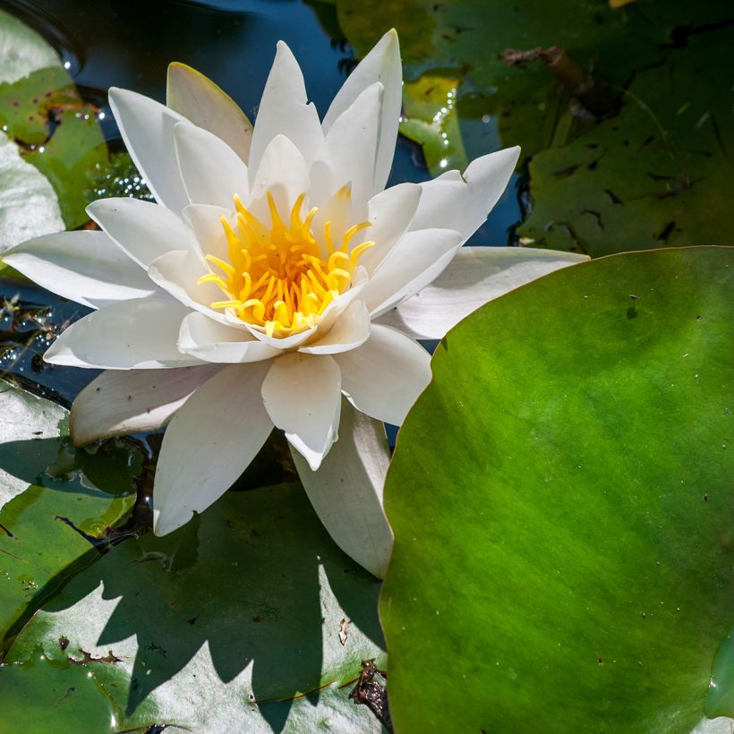 Nymphaea Marliacea Albida - Nénuphar rustique (Flowering)
