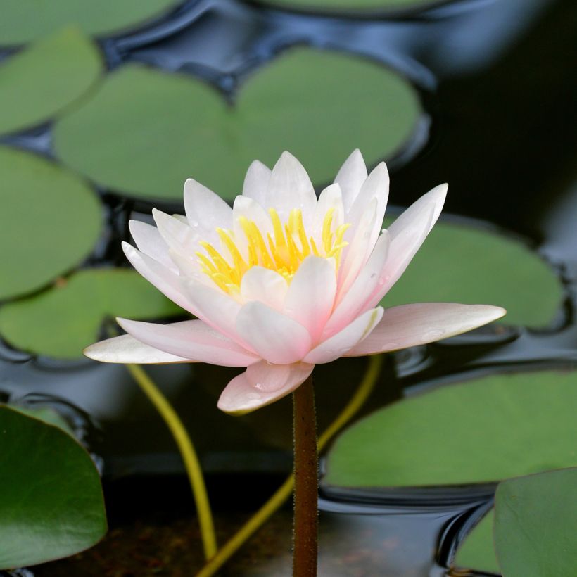 Nymphaea Marliacea Carnea - Nénuphar rustique (Flowering)