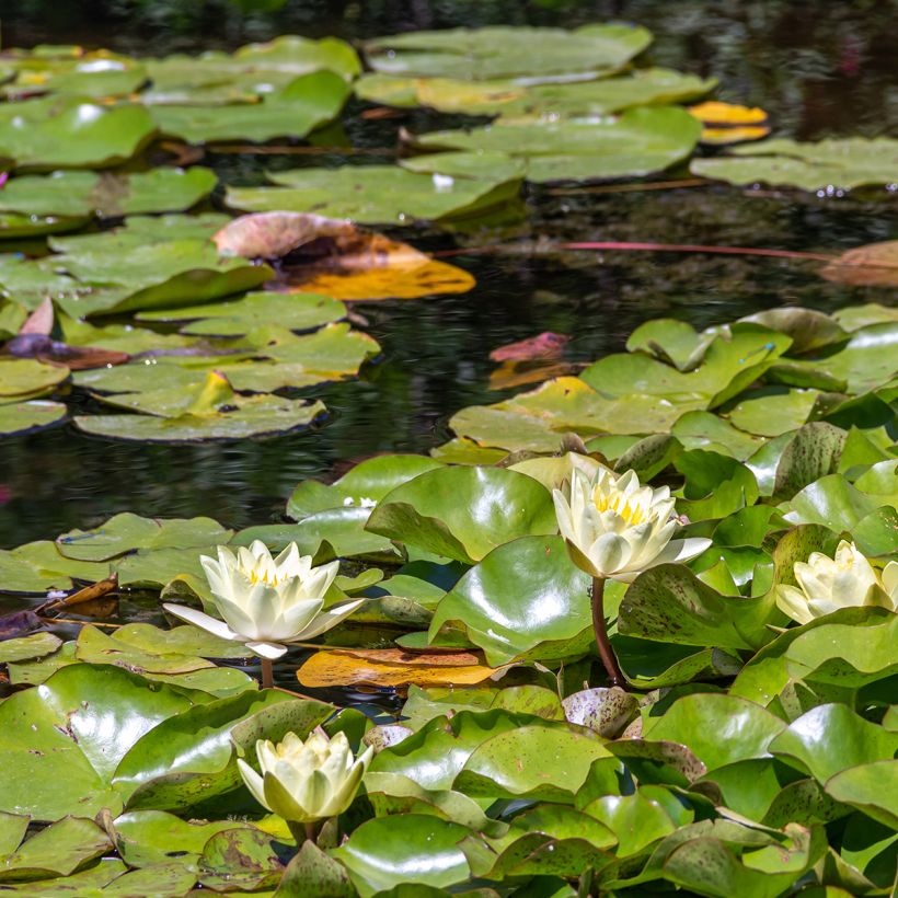 Nymphaea Marliacea Chromatella - Nénuphar rustique jaune (Plant habit)