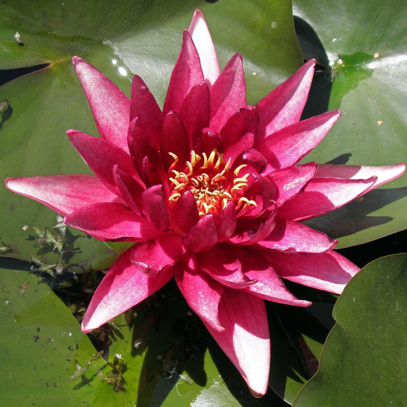 Nymphaea Perry's Red Glow - Nénuphar rustique rouge (Foliage)