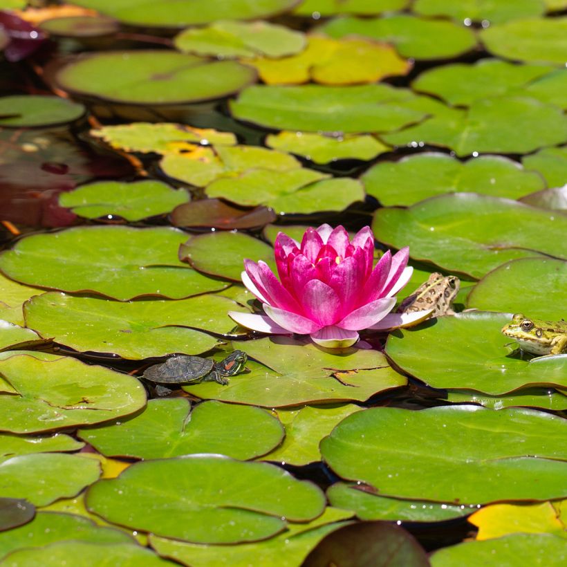 Nymphaea Pygmaea Rubra - Nénuphar nain rustique rouge (Flowering)
