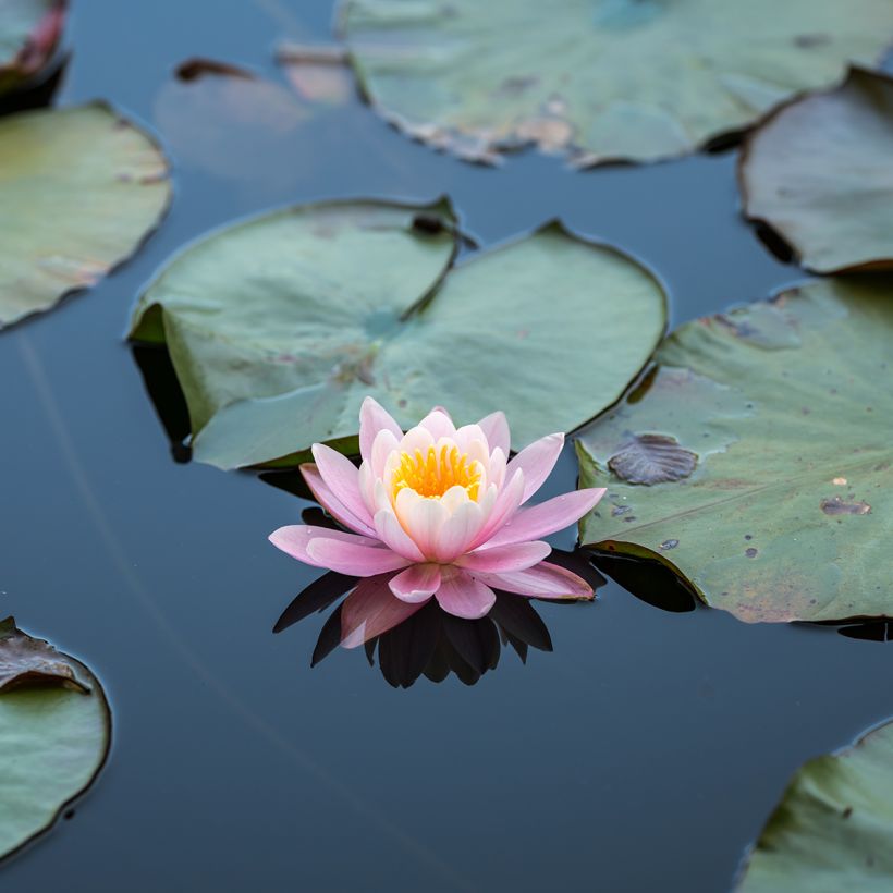 Nymphaea Ray Davies - Nénuphar rustique (Flowering)
