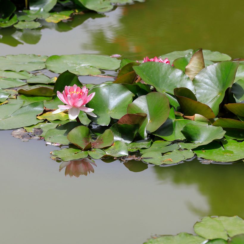 Nymphaea Rose Arey - Nénuphar rustique (Plant habit)
