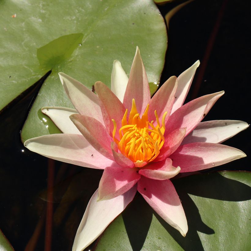 Nymphaea Sioux - Nénuphar rustique (Flowering)