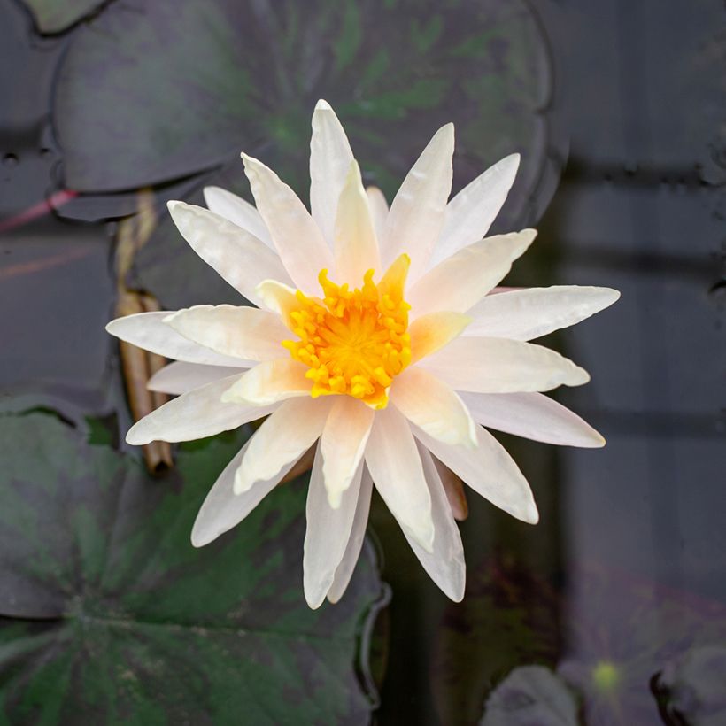 Nymphaea Starbright - Nénuphar rustique (Flowering)