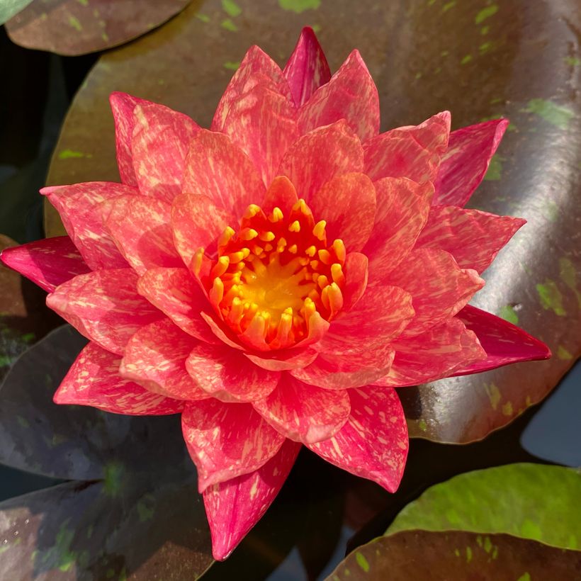Nymphaea Wanvisa - Nénuphar rustique (Flowering)