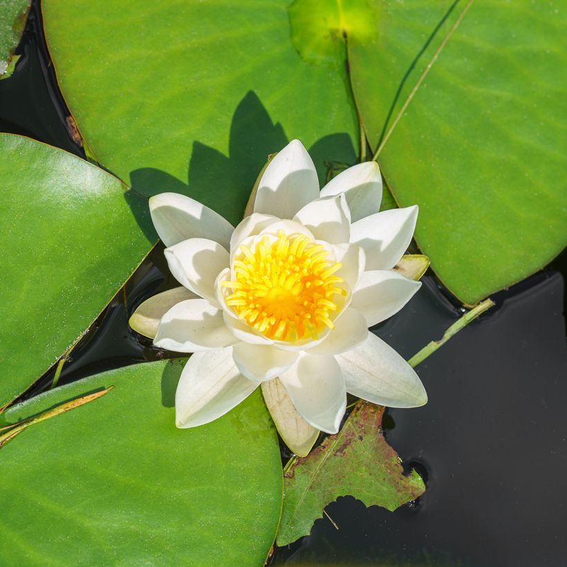 Nymphaea White Sultan - Nénuphar rustique blanc (Flowering)