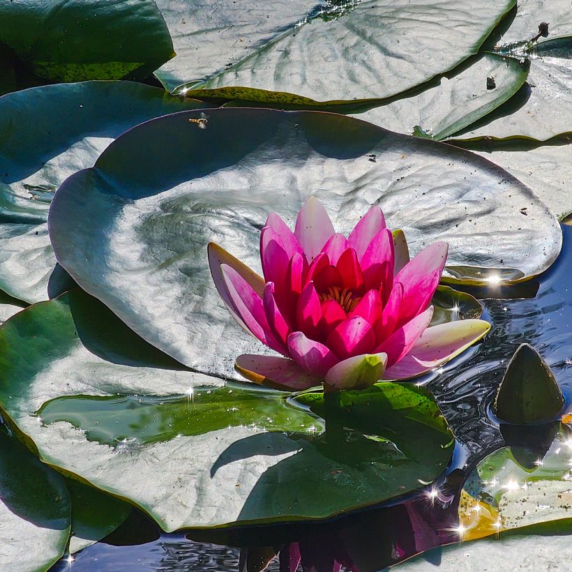 Nymphaea Escarboucle - Nénuphar rustique rouge (Flowering)