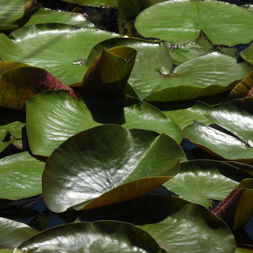 Nymphaea Odorata Sulphurea Grandiflora - Nénuphar rustique jaune (Foliage)