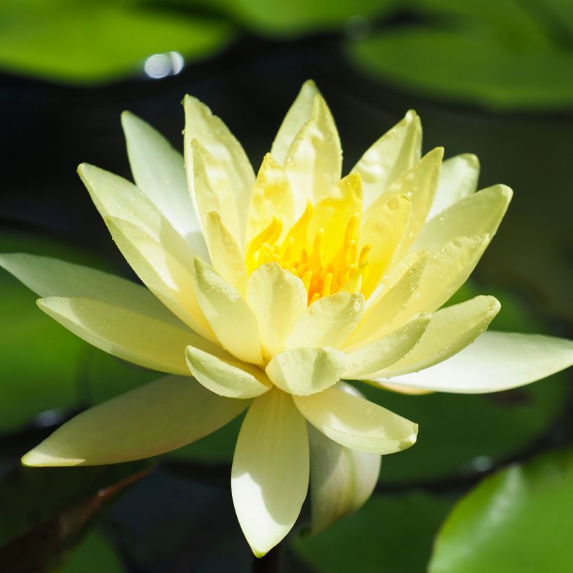 Nymphaea Lemon Mist - Nénuphar rustique jaune citron (Flowering)