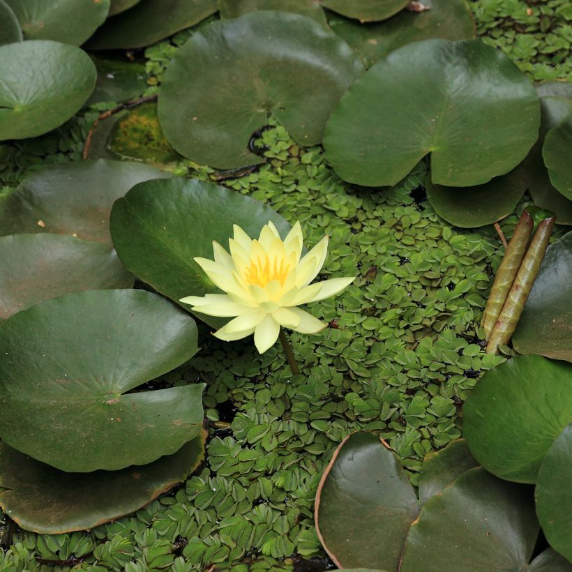 Nymphaea Pygmaea Helvola - Nénuphar nain rustique (Flowering)