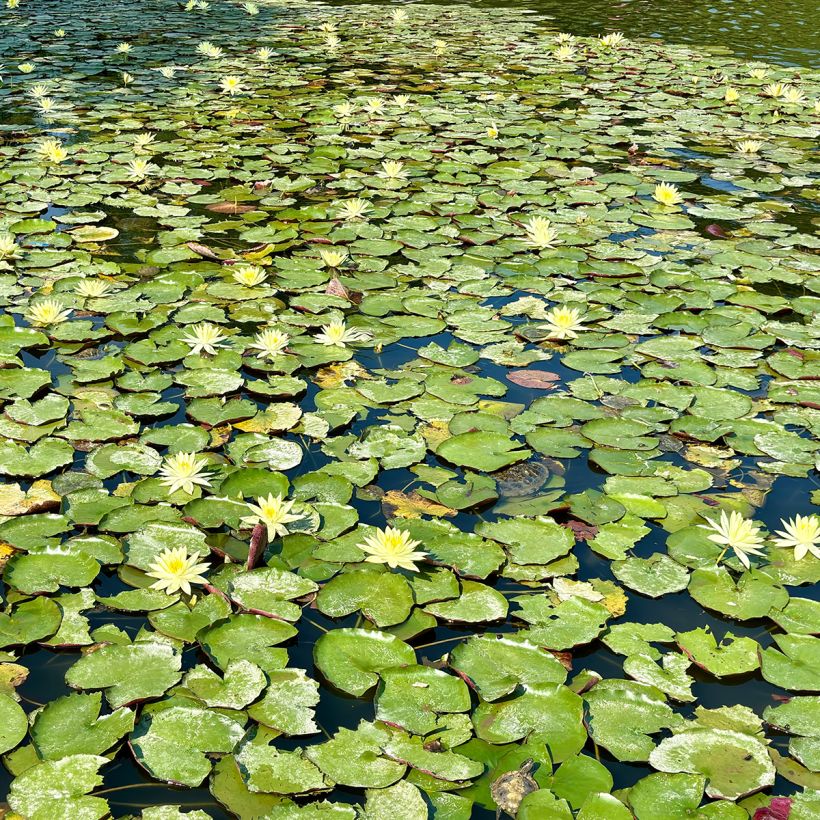 Nymphaea Pygmaea Helvola - Nénuphar nain rustique (Plant habit)