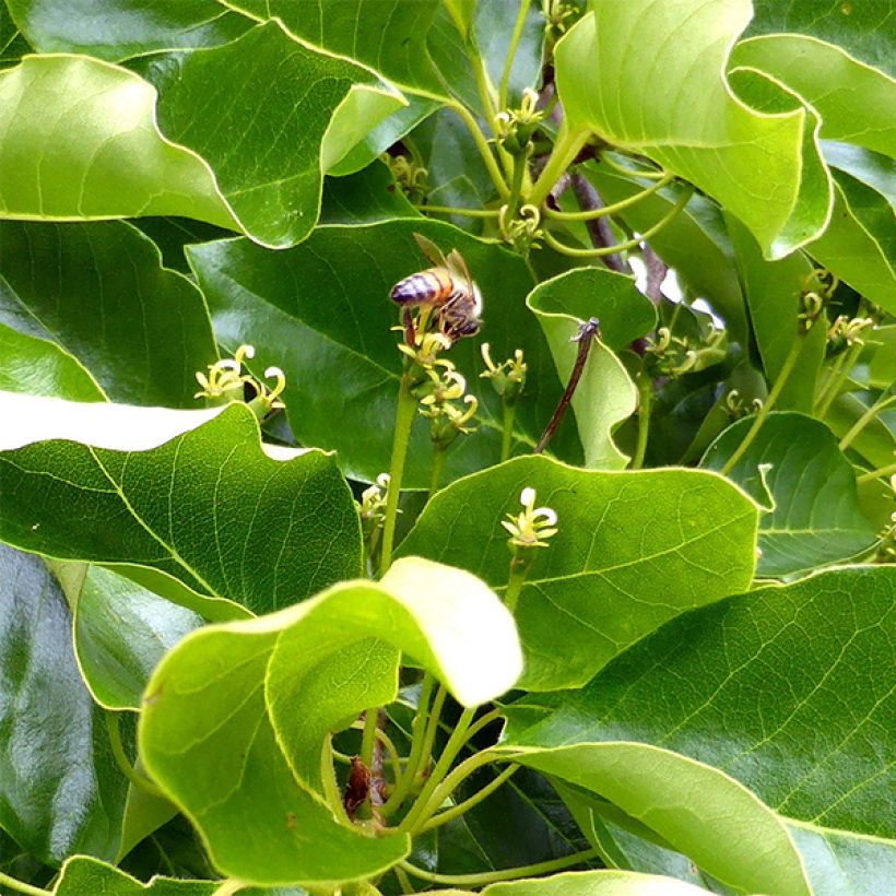 Gommier noir - Nyssa sylvatica (Foliage)