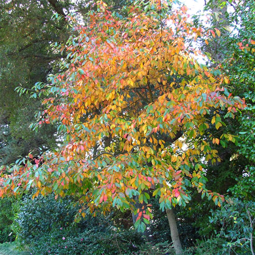 Gommier noir - Nyssa sylvatica (Plant habit)